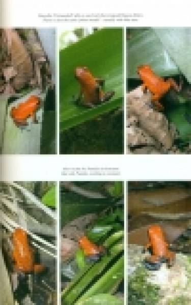 Preview: Dendrobatidae Band IV Baumsteigerfrösche Poison Frogs 2006–2012 Ecuador Panama Peru